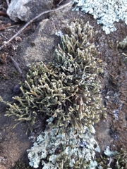 Hedwigia emodica