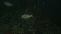 Pterogymnus laniarius