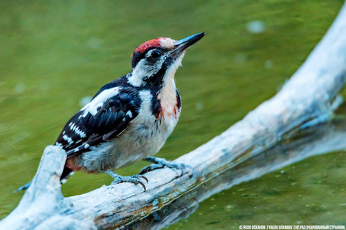 Syrian Woodpecker, photo 3 of 7
