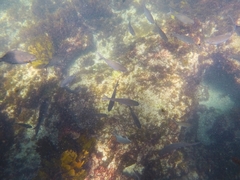 Kyphosus cornelii