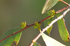 Eucalyptus stellulata