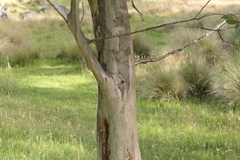Eucalyptus stellulata