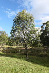 Eucalyptus stellulata