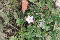 Geranium antrorsum