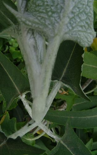 Salvia canariensis image