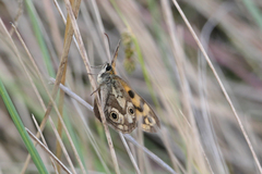 Heteronympha cordace