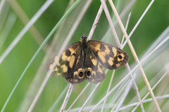 Heteronympha cordace
