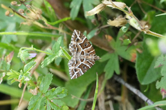 Chrysolarentia interruptata