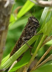 Calliptamus plebeius