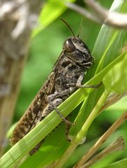 Calliptamus plebeius