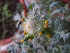 Senecio vulgaris