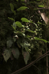 Omphalodes cappadocica