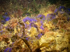 Distromium flabellatum