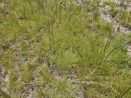 Fimbristylis pauciflora iNat (3)