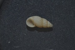 Onoba semicostata