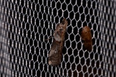 Conobathra hemichlaena