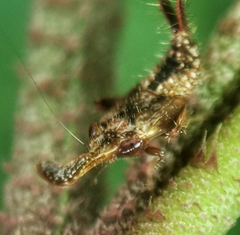 Hylicinae