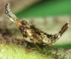 Hylicinae
