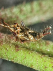 Hylicinae