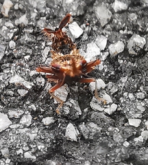 Hylicinae