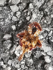 Hylicinae