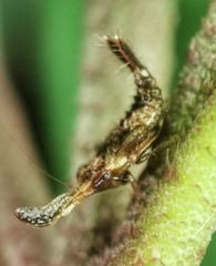 Hylicinae
