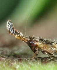 Hylicinae