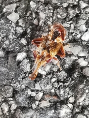 Hylicinae