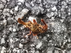 Hylicinae