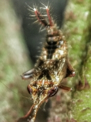 Hylicinae