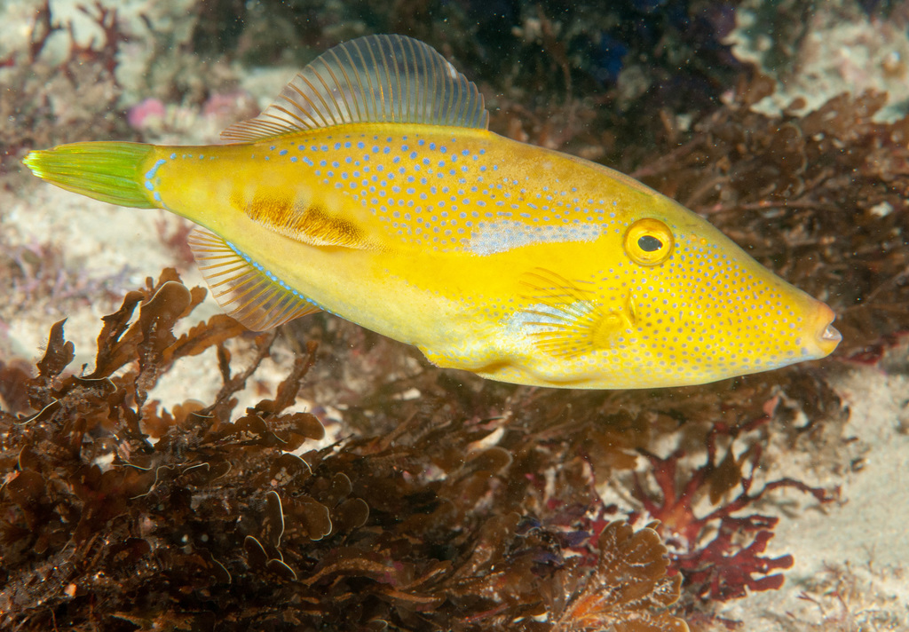 Brown Leatherjacket