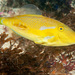 Toothbrush Leatherjacket - Photo (c) Erik Schlogl, some rights reserved (CC BY-NC), uploaded by Erik Schlogl