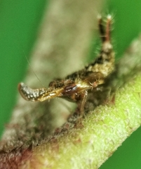 Hylicinae