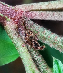 Hylicinae