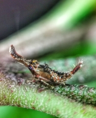 Hylicinae