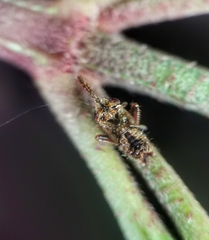 Hylicinae