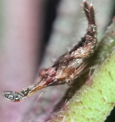 Hylicinae