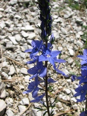 Veronica orbiculata