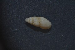 Onoba semicostata