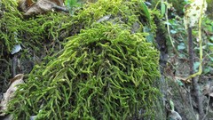 Trachypodopsis serrulata