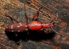 Baryrhynchus miles