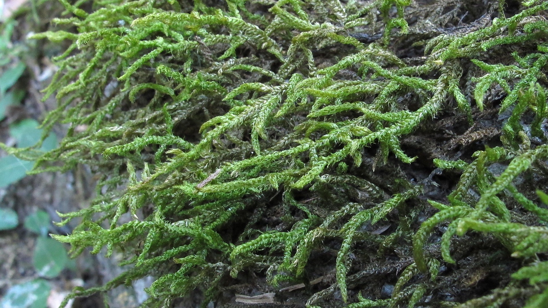 Trachypodopsis serrulata