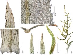 Trachypodopsis serrulata