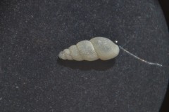 Onoba aculeus