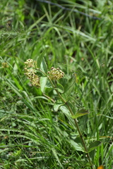 Asclepias ovata