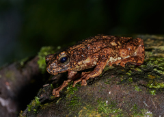 Pedostibes tuberculosus