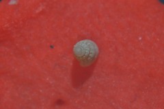 Onoba semicostata