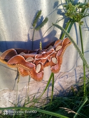 Rothschildia arethusa