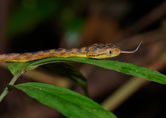 Boiga