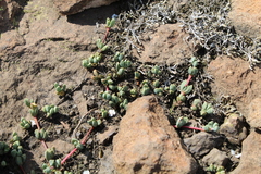 Mossia intervallaris